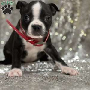 Jack, Boston Terrier Puppy