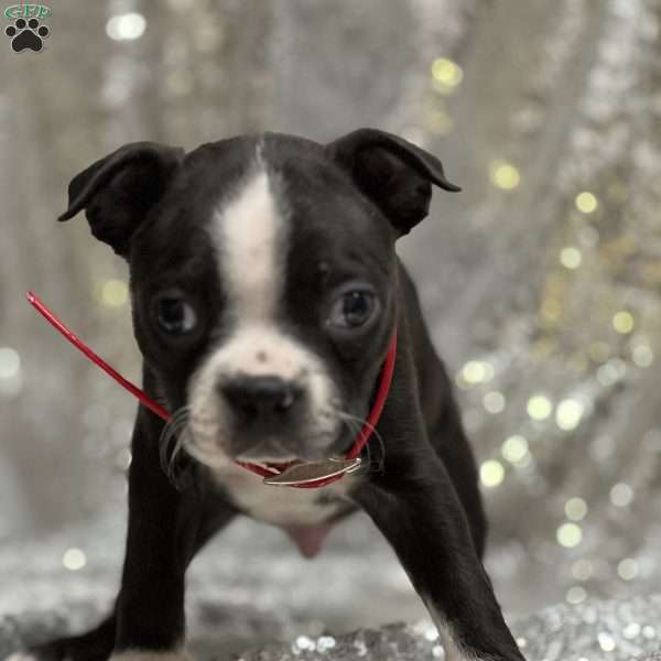 Jack, Boston Terrier Puppy