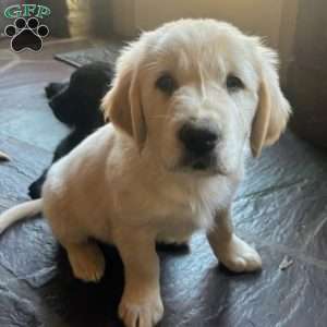 Penny, Golden Retriever Mix Puppy