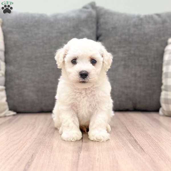 Cain, Bichon Frise Puppy