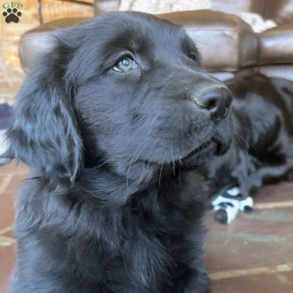 Bailey, Golden Retriever Mix Puppy