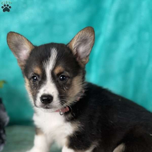 Katie, Pembroke Welsh Corgi Puppy