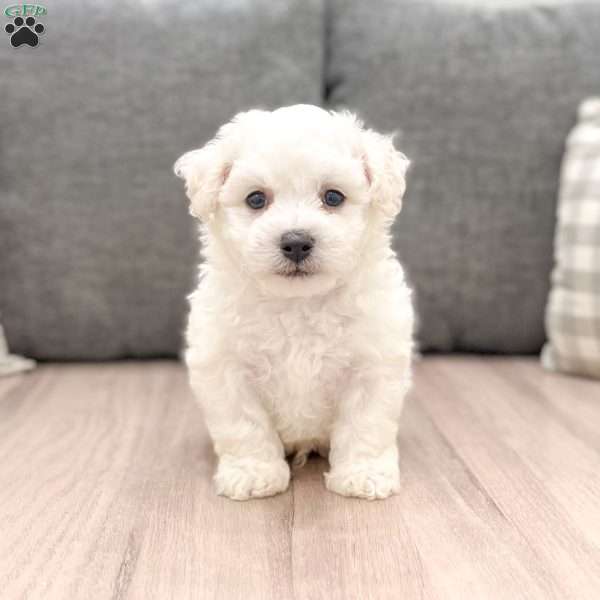 Arlo, Bichon Frise Puppy