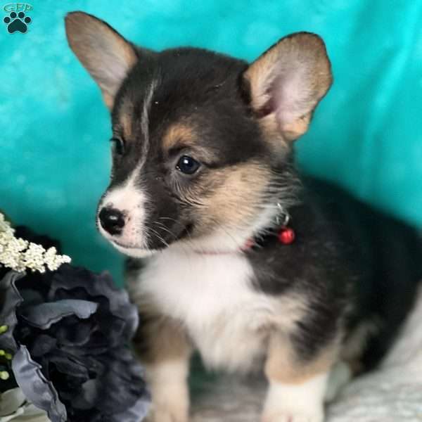 Kish, Pembroke Welsh Corgi Puppy