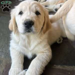 Penny, Golden Retriever Mix Puppy