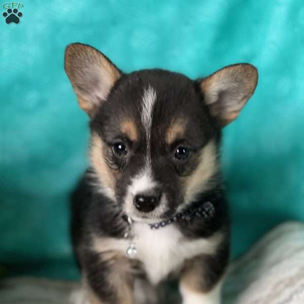 Kikki, Pembroke Welsh Corgi Puppy