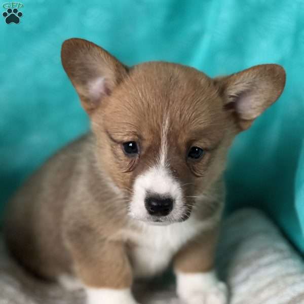 King, Pembroke Welsh Corgi Puppy