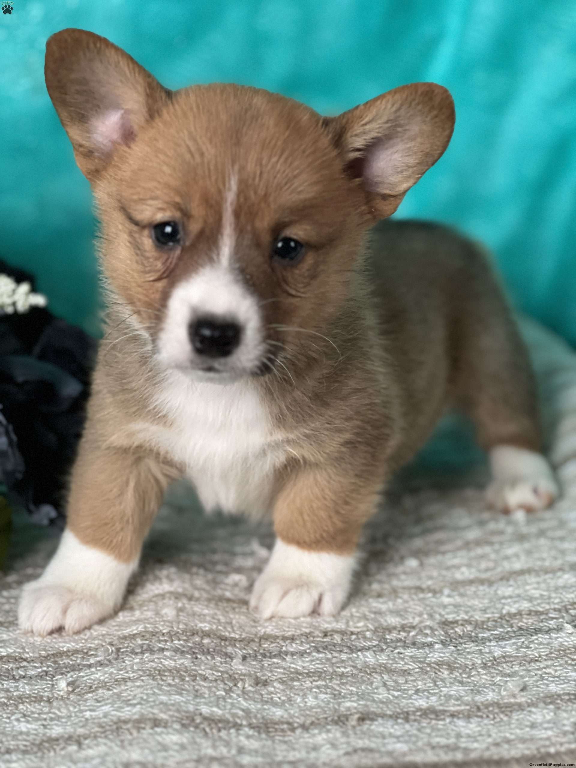 King Pembroke Welsh Puppy For Sale in New York