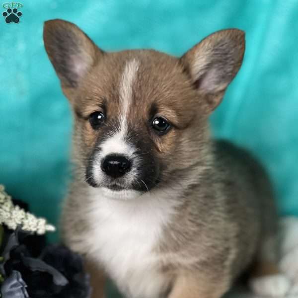 Kevin, Pembroke Welsh Corgi Puppy