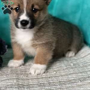 Kevin, Pembroke Welsh Corgi Puppy