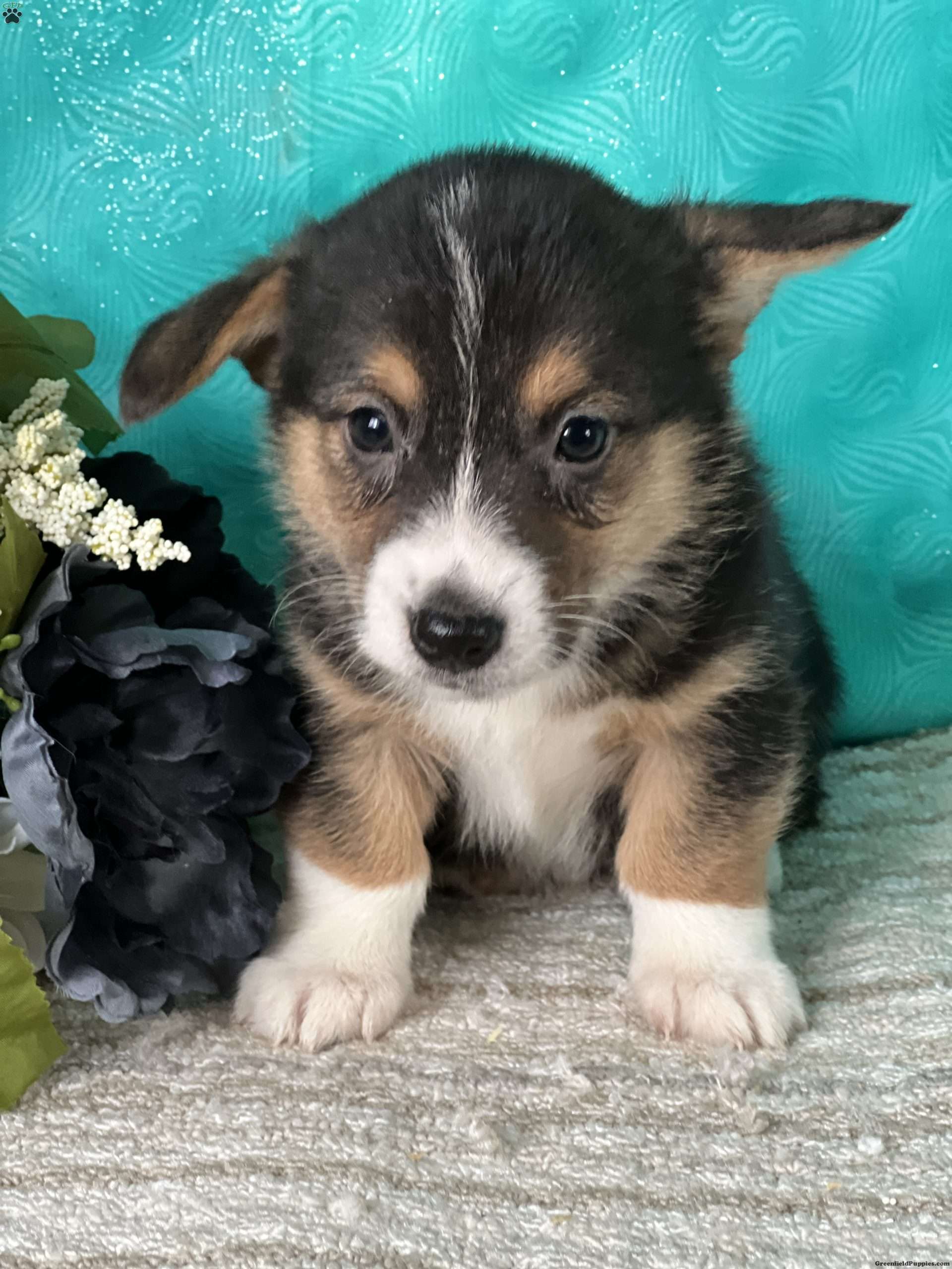 Knox Pembroke Welsh Puppy For Sale in New York