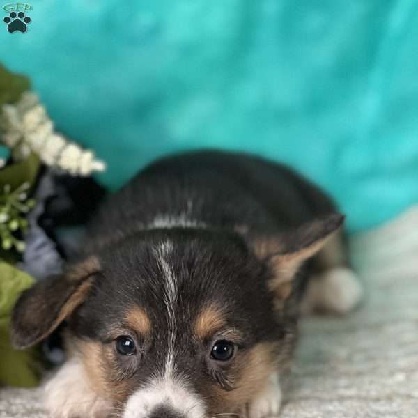 Knox, Pembroke Welsh Corgi Puppy