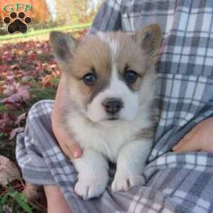 Clark, Pembroke Welsh Corgi Puppy