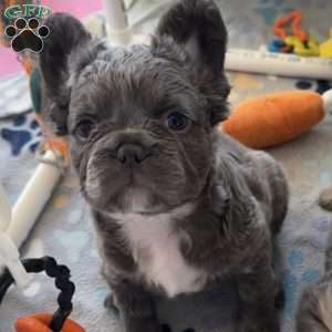 Georgie, French Bulldog Puppy