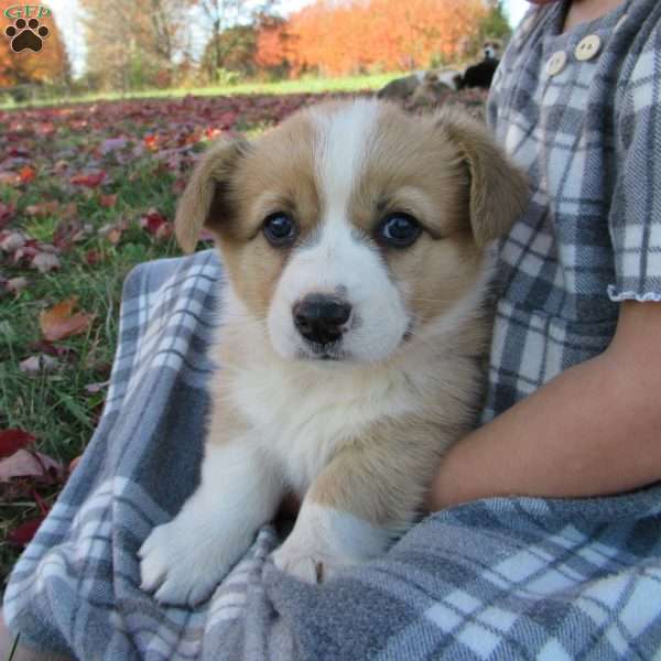 Claudia, Pembroke Welsh Corgi Puppy