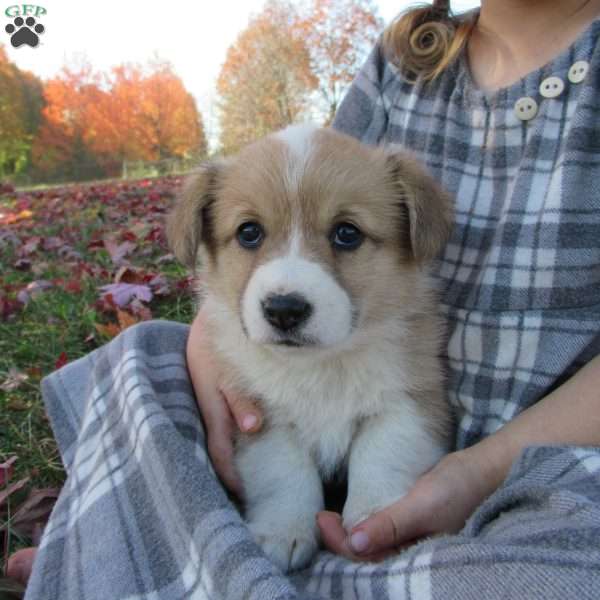 Carrie, Pembroke Welsh Corgi Puppy