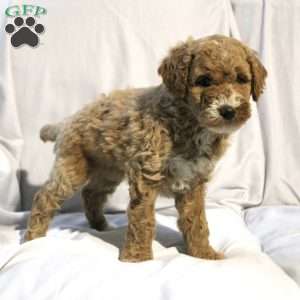 Lexi, Mini Labradoodle Puppy