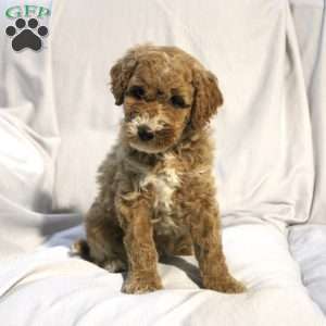 Lexi, Mini Labradoodle Puppy