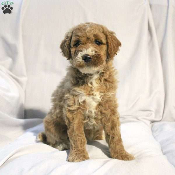 Lexi, Mini Labradoodle Puppy