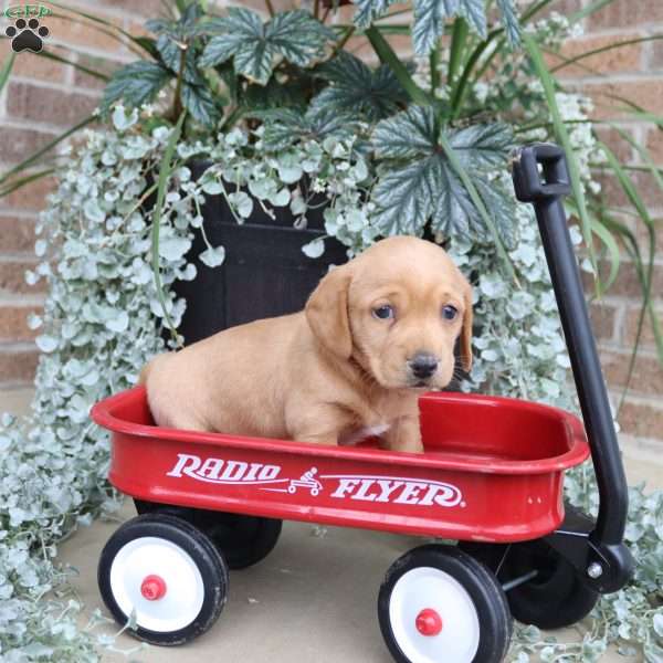 Theo, Dachshund Puppy