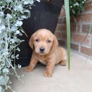 Theo, Dachshund Puppy