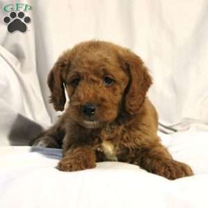 Lacy, Mini Labradoodle Puppy