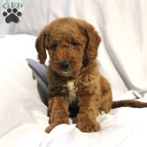 Lacy, Mini Labradoodle Puppy