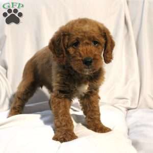 Lacy, Mini Labradoodle Puppy