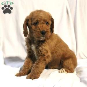 Lacy, Mini Labradoodle Puppy