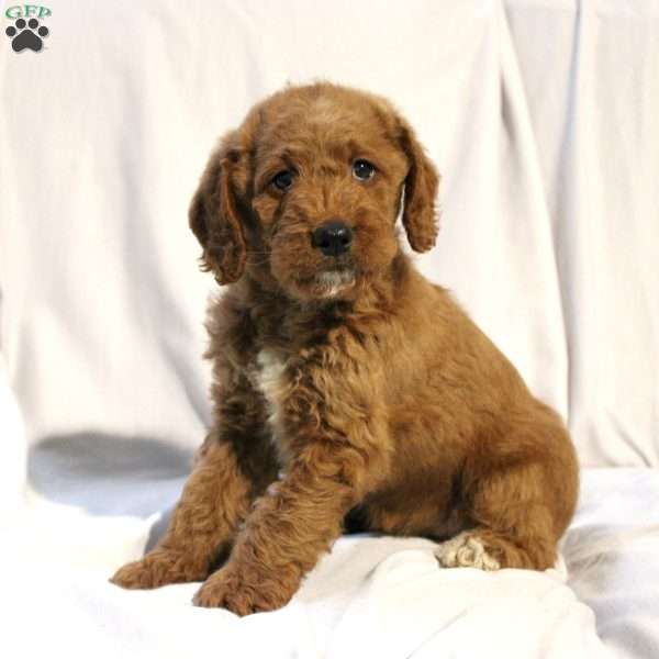 Lacy, Mini Labradoodle Puppy