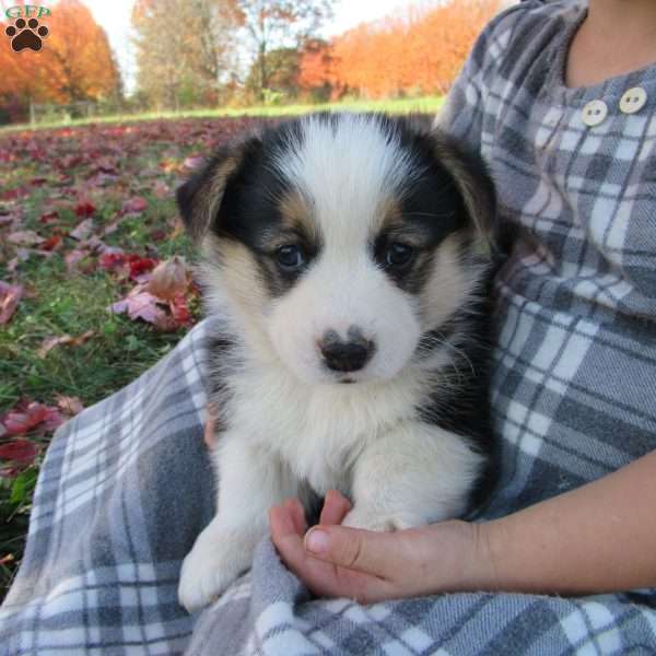 Caleb, Pembroke Welsh Corgi Puppy