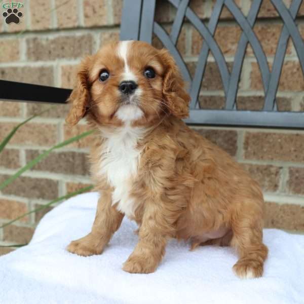 Rowdy, Cavalier King Charles Spaniel Puppy