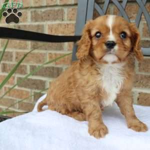 Rowdy, Cavalier King Charles Spaniel Puppy