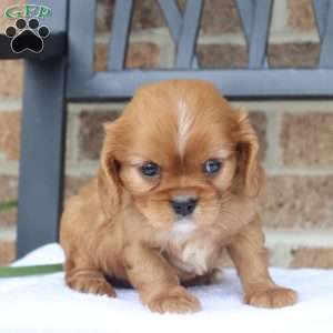 Rusty, Cavalier King Charles Spaniel Puppy