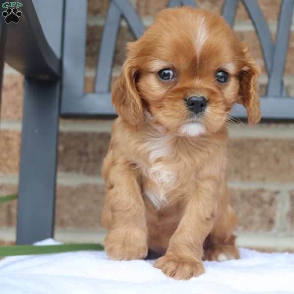 Rusty, Cavalier King Charles Spaniel Puppy