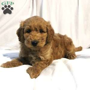 Luke, Mini Labradoodle Puppy