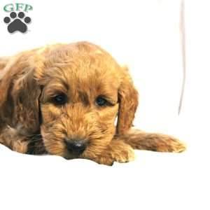 Luke, Mini Labradoodle Puppy