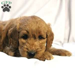 Luke, Mini Labradoodle Puppy