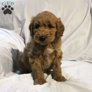 Luke, Mini Labradoodle Puppy