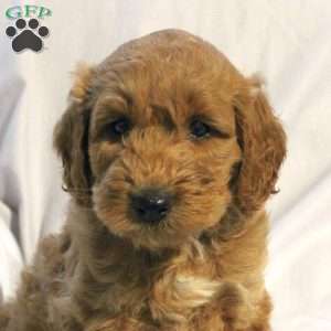 Luke, Mini Labradoodle Puppy