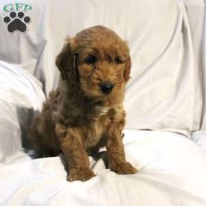 Luke, Mini Labradoodle Puppy