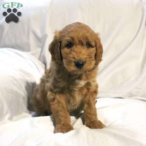 Luke, Mini Labradoodle Puppy