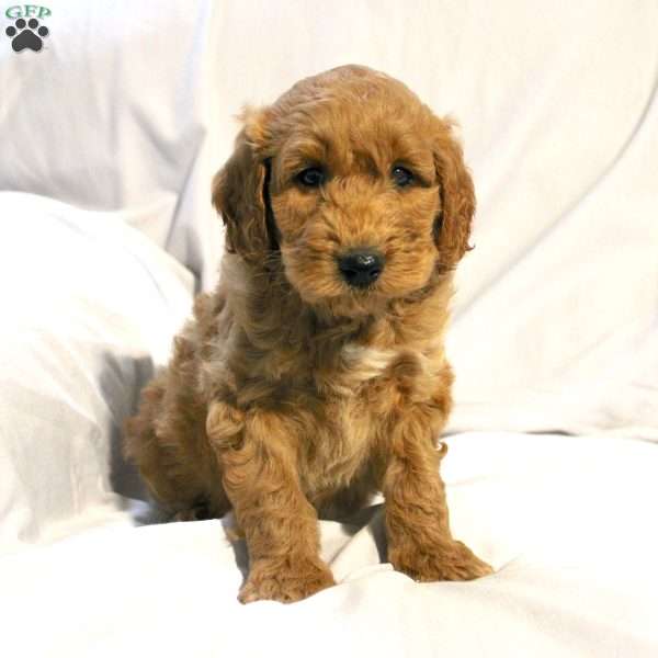 Luke, Mini Labradoodle Puppy