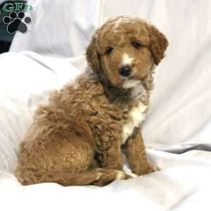 Logan, Mini Labradoodle Puppy