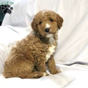 Logan, Mini Labradoodle Puppy