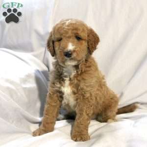 Logan, Mini Labradoodle Puppy