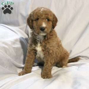 Logan, Mini Labradoodle Puppy