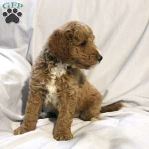 Logan, Mini Labradoodle Puppy