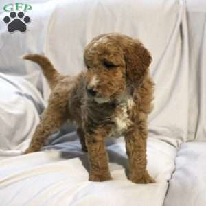 Logan, Mini Labradoodle Puppy