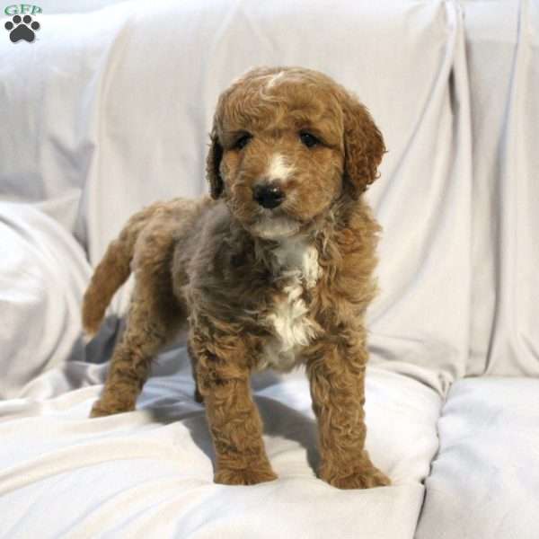 Logan, Mini Labradoodle Puppy